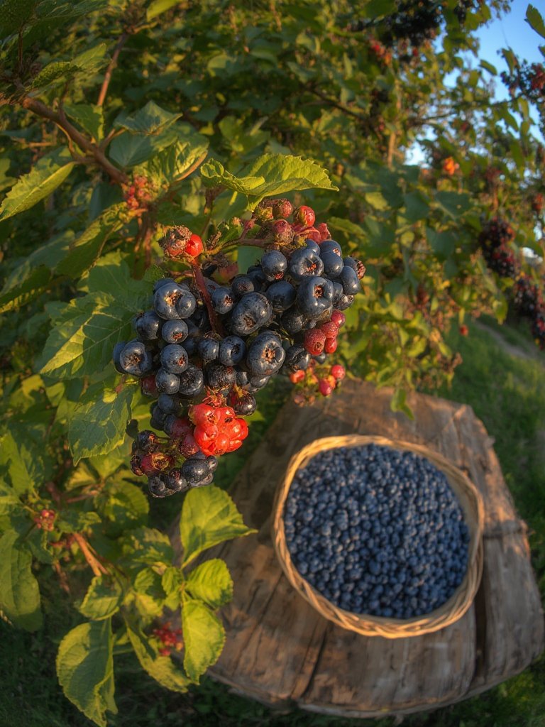 honeyberry plant - Illustration 3